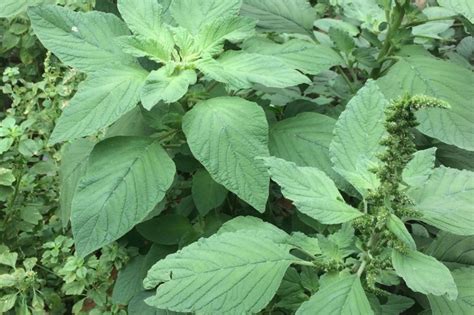 Weed Of The Month Pigweed Brooklyn Botanic Garden Artofit