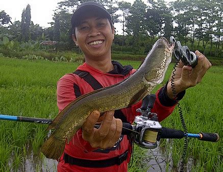 Inilah Cara Mancing Ikan Gabus di Sawah Paling Ampuh - TOPIK WAWASAN