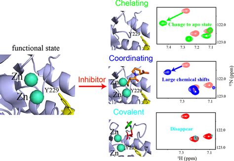 Distinct Inhibition Modes Of New Delhi Metallo β Lactamase 1 Revealed