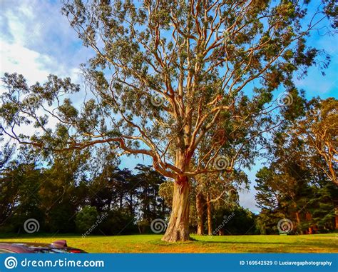 giant trees  golden gate park  san francisco stock image image