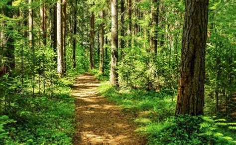 Different Types Of Forests Naturenibble