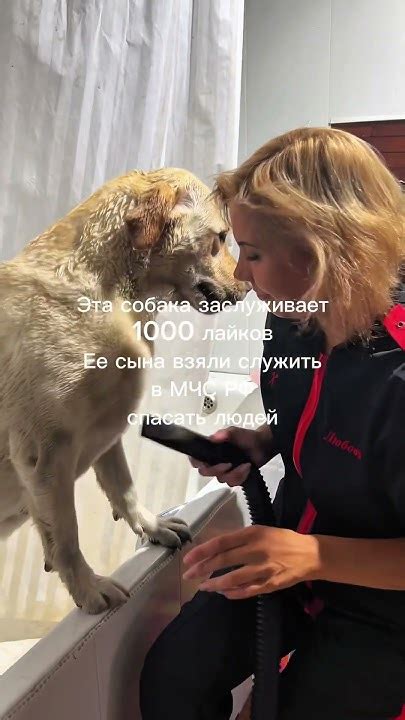 ️ ️ ️ #лабрадор #labrador #собака #собаки - YouTube
