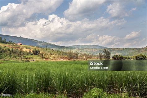 Sugar Cane In A River Valley In Rwanda Stock Photo Download Image Now