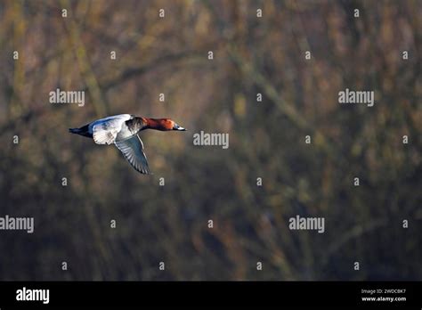 Common Pochard Aythya Ferina Male In Flight Stock Photo Alamy