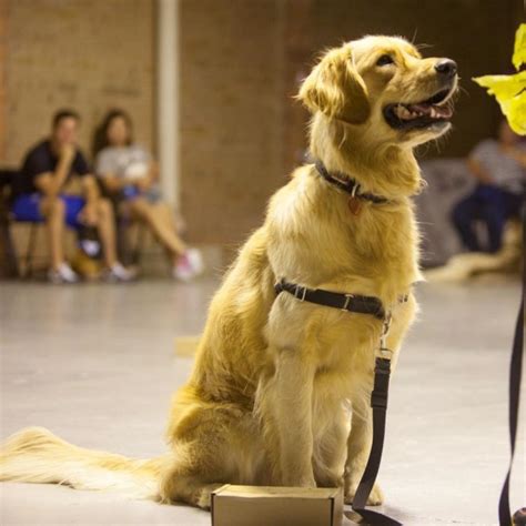 Beginners Class | Sniffer Dog School