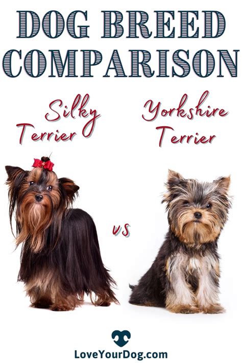 Silky Terrier Vs Yorkshire Terrier Analyzing The Differences Artofit