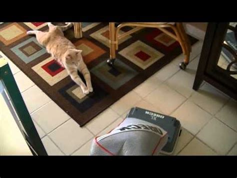 These Are Not Pussy Cats Bad Cat Chris