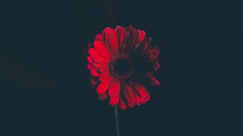 Red Flower Black Background (51+ pictures) - WallpaperSet