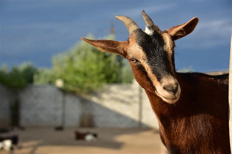 Cabra Granja Rancho Foto Gratis En Pixabay Pixabay