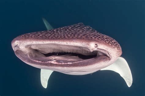 Whale Sharks Teeth