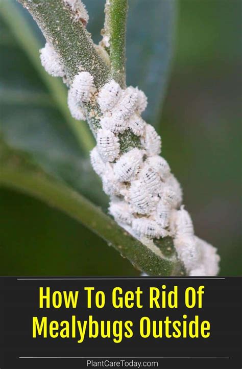 how to get rid of mealybugs