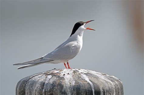 Tern Bird Animal Free Photo On Pixabay Pixabay