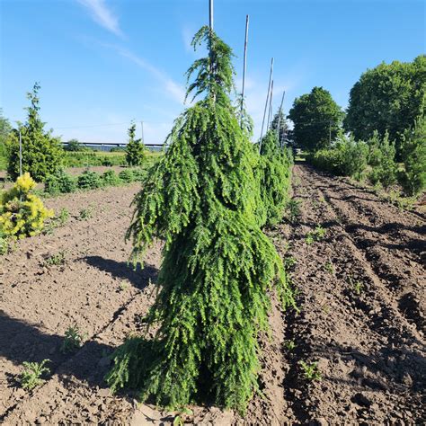 Tsuga Canadensis Pendula Weeping Canadian Hemlock Doty Nurseries