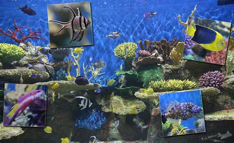 Peixinhos Para Pescaria De Festa Junina Para Imprimir - Rio de Janeiro - AquaRio - E aí, férias!