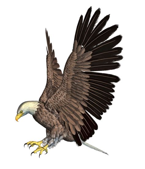 Bald Eagle Png Hd Png Mart