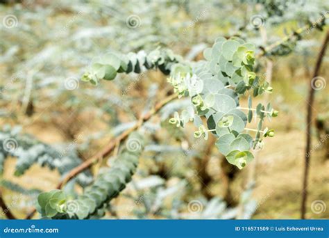 Eucalyptus Tree. - Pulverulenta Leaves Stock Image - Image of lush, growth: 116571509