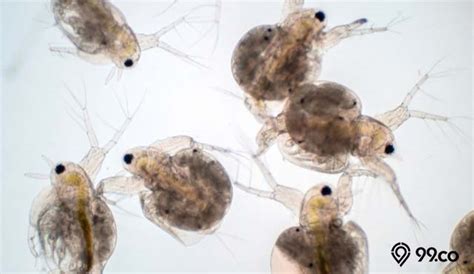 budidaya kutu air  pakan ikan menguntungkan