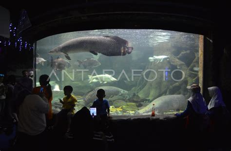 Wisata Edukasi Akuarium Sea World Ancol ANTARA Foto