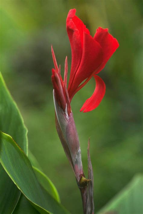 When To Cut Back Cannas Green Packs