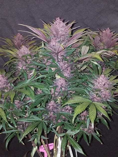 Buy Blackberry Auto Cannabis Seeds Fast Buds