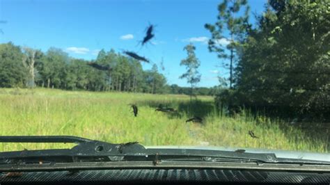 How To Get Rid Of Lovebugs Effective Tips For A Bug Free Home