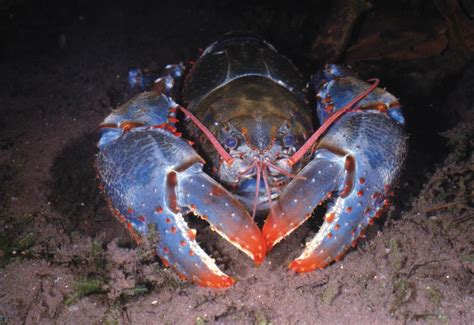 crustaceans wet tropics management authority