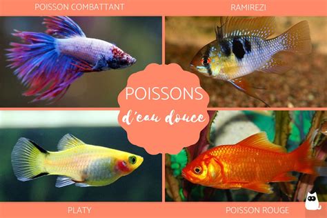 De 15 Poissons Deau Douce Daquarium Espèces Et Photos