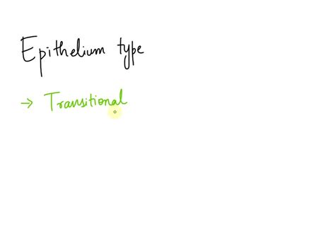 SOLVED: What is the epithelium type? Transitional Stratified cuboidal ...