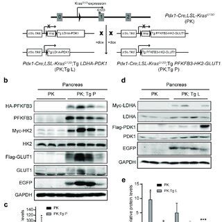 The Pancreatic Expression Of The Sets Of Glycolytic Enzymes In A