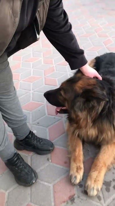 Собака барабака улибака - YouTube