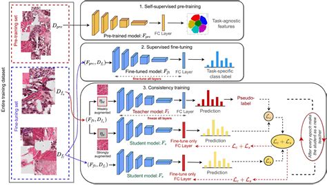 2022 Self Supervised Driven Consistency Training For Annotation