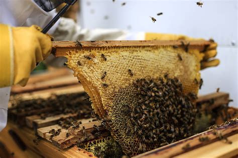 Buying Your First Top Bar Hive Beebuilt
