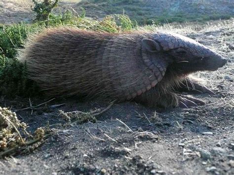 20 Animals With Ridiculously Funny Names