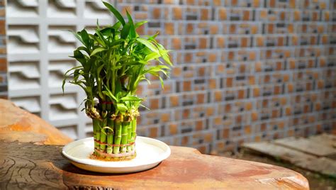 Como Plantar Bambu Em Vaso - No vaso ou na água? Aprenda as diferentes formas de cultivar o Bambu da ...