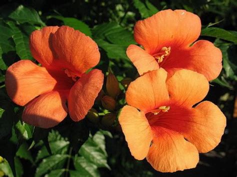 25 Orange HUMMINGBIRD TRUMPET CREEPER Campsis Radicans Vine Flower ...