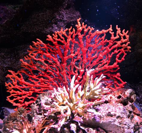 flower sea living red coral reef growing   rocks stock photo