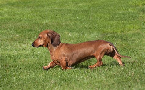 Teckel - Races de chien - Nos conseils - Guide du chien