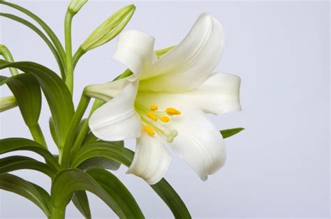 Easter Lily Care Tips | Planting Easter Lilies | Petal Talk