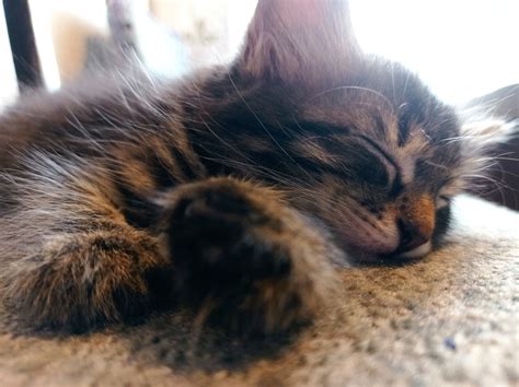 Пушок, просто кот | Пикабу