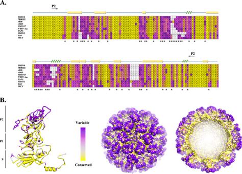 Amino Acid Sequence Variability Of The VESV Like Virus VP1 Proteins