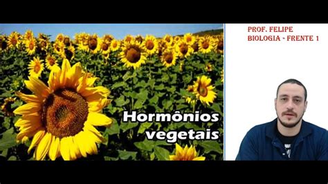 HORMÔNIOS VEGETAIS YouTube