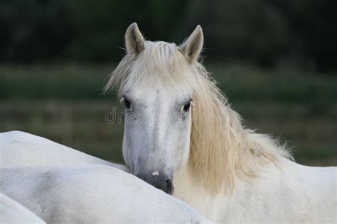 Horses Camargue Breed Stock Image Image Of Camargue 46592053