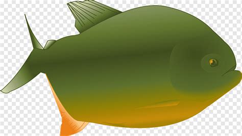 Fish Png Pngwing