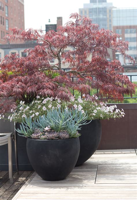 10 Top Trees To Grow In Containers Artofit