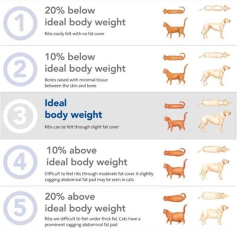 Slimmer Dogs Longer Lives The Other End Of The Leash