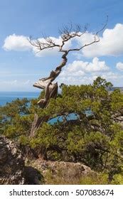 Naked Roots On Very Old Tree Stock Photo Edit Now