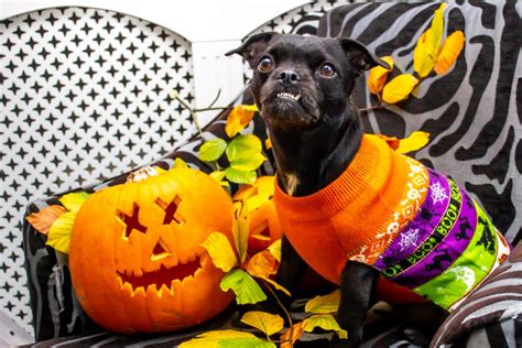 80+ Halloween Dog Names That Are Both Exciting And Spooky