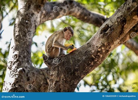 Macaco Que Come Um Fruto Em Uma árvore Imagem de Stock Imagem de