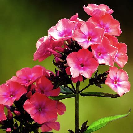 Флокс друммонда: выращивание и уход - Flowers.ua