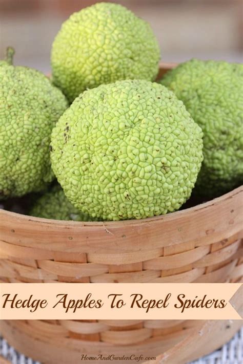 17 Best Images About Hedge Ball Monkey Ball Tree On Pinterest Places
